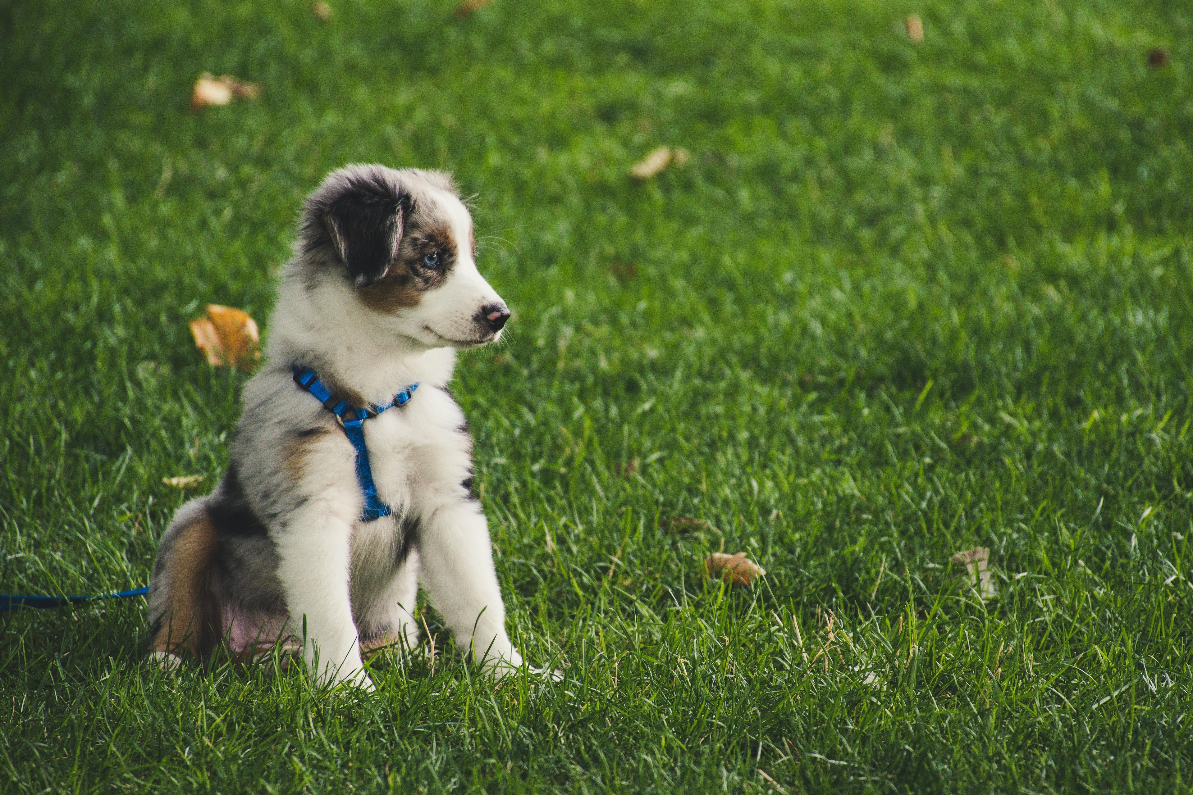 A playful brown and white puppy on green grass, representing a clean and safe yard for pets