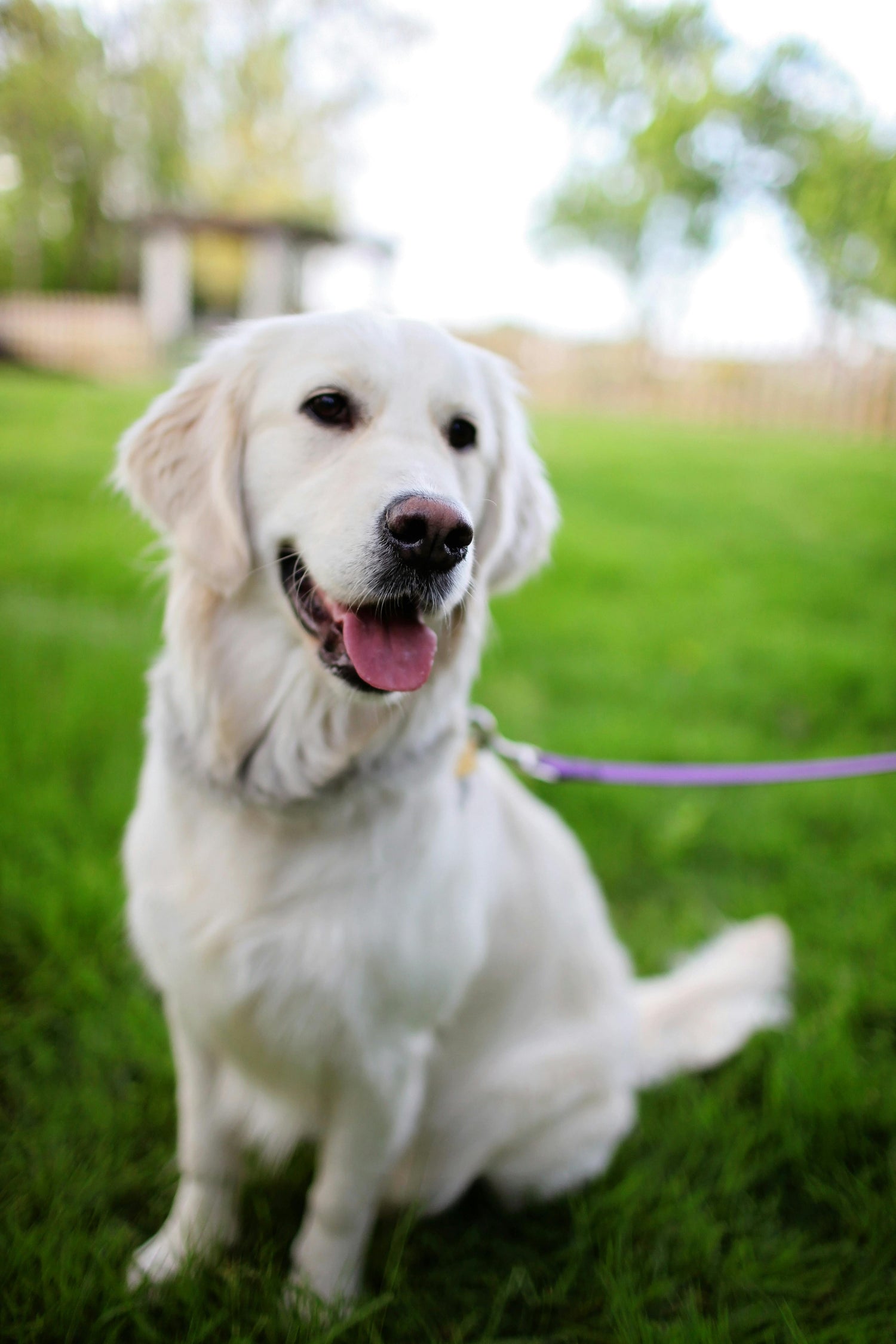 A happy white Labrador sitting on green grass, symbolizing a clean and pet-friendly yard.