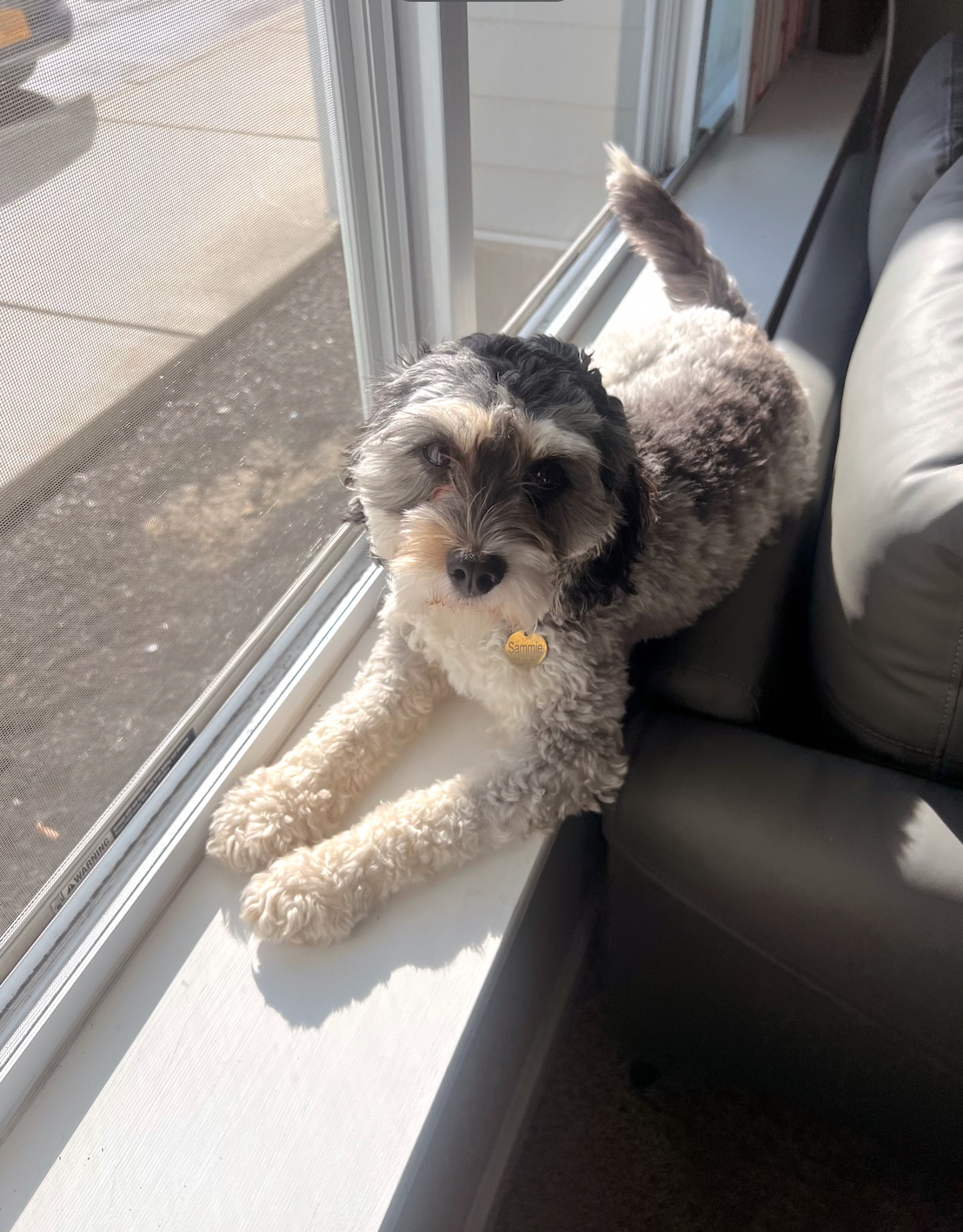 A cute white and black Cavapoo sitting on a windowsill, embodying a cozy and clean home environment for pets